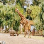 Parque Safari